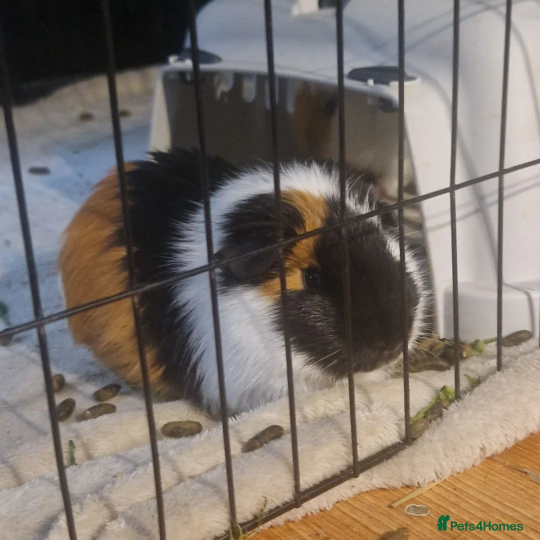Guinea Pig rodents for sale: 2 male guniea pigs in Croydon - Advert 2