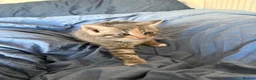 British Longhair cats for sale: British blue long hair  - Advert 4