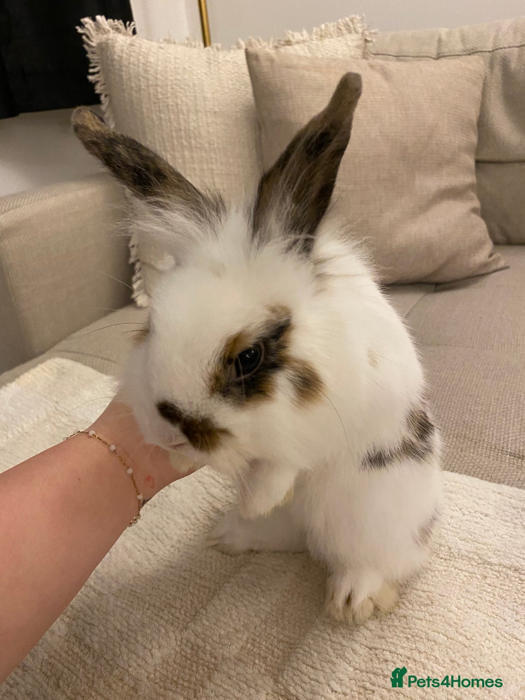 Lionhead rabbits for sale: 2 Lionhead bunnies. cage, carrier etc all included - Advert 11