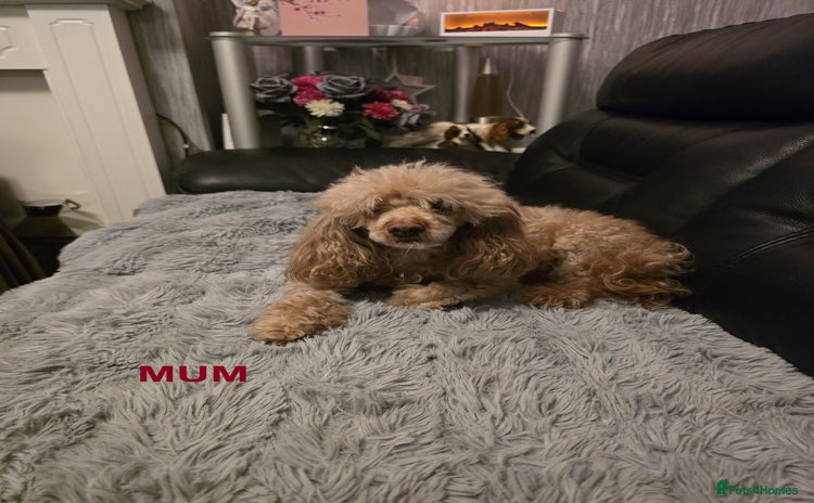 Maltipoo dogs - Advert 1