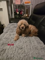 Maltipoo dogs - Advert 7