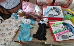 Jackapoo dogs for sale: Stunning Litter F1 JACKAPOO + Big Puppy Pack  - Image 19