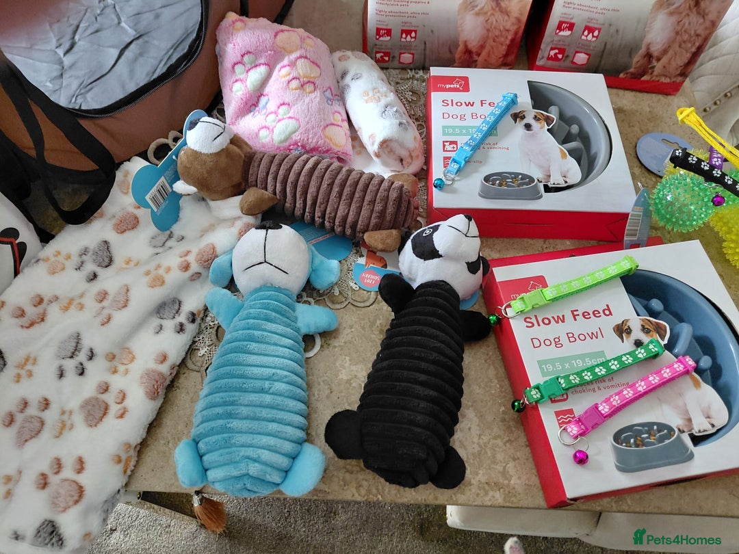 Jackapoo dogs for sale: Stunning Litter F1 JACKAPOO + Big Puppy Pack  - Image 19