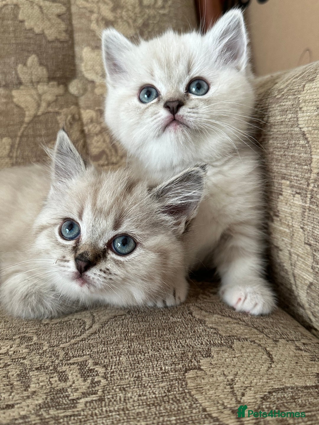 Siberian cats for sale: Adorable Siberian Neva Kittens - Advert 3