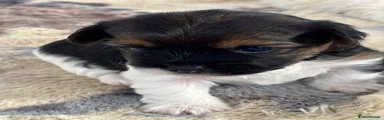 Yorkshire Terrier 2