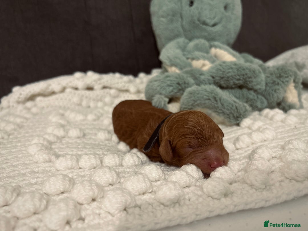 Cockapoo dogs for sale: Gorgeous Fox red F1B cockapoos - Image 18