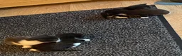 Mixed Breed cats for sale: 4adorable kittens in Woking - Advert 11