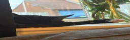 Mixed Breed cats for sale: 2 kittens ready to leave🤍 - Advert 4