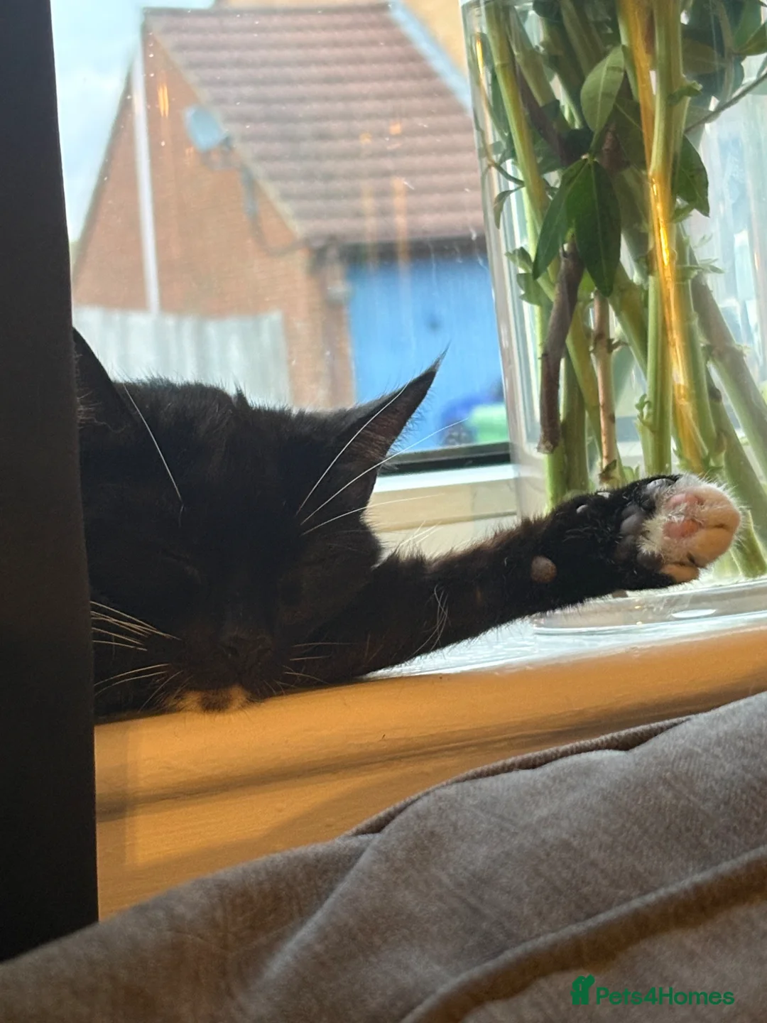 Mixed Breed cats for sale: 2 kittens ready to leave🤍 - Advert 4