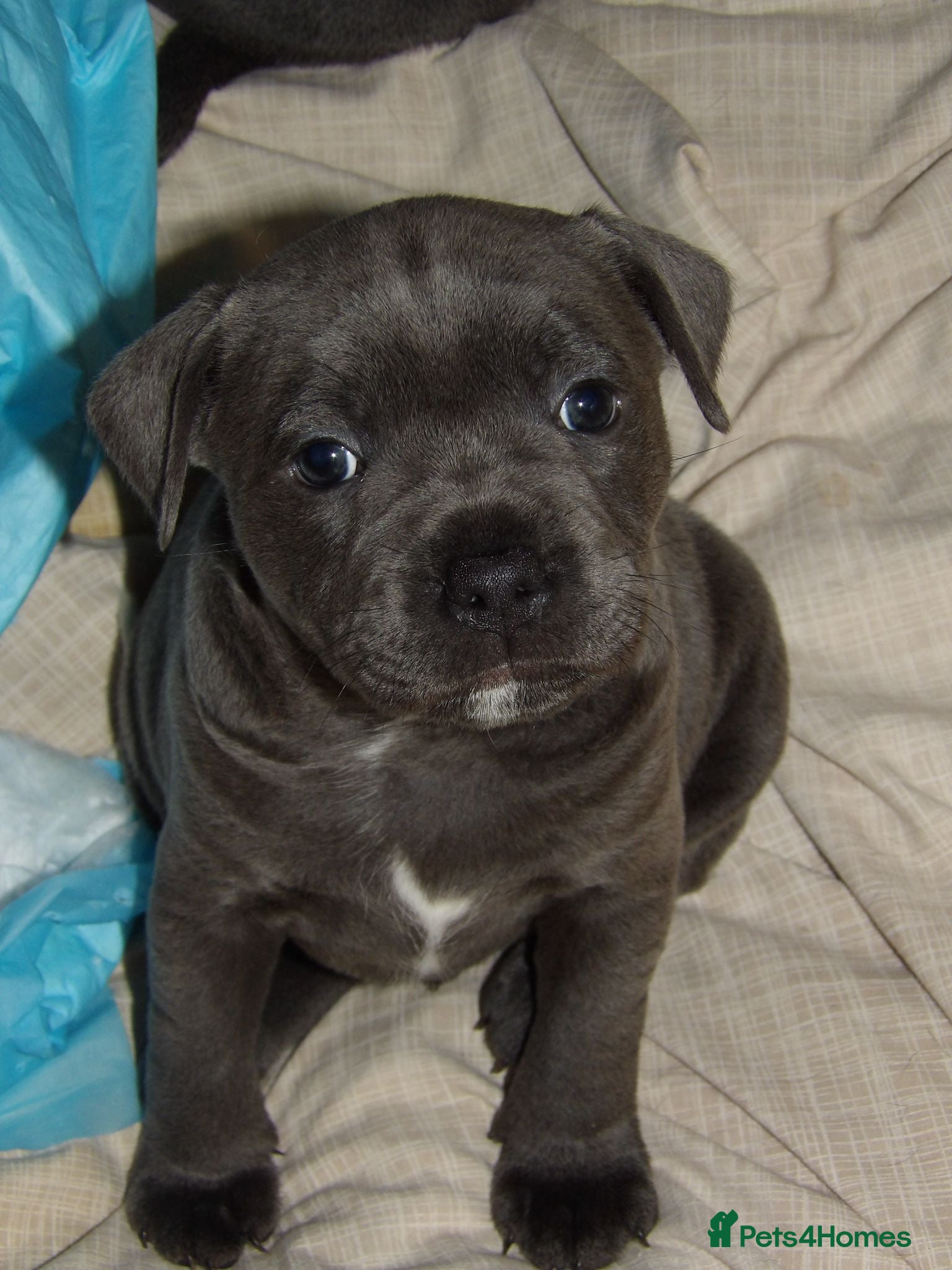 Staffordshire Bull Terrier dogs 3 KC Registered Blue Staffordshire Bull Terriers - Advert 1