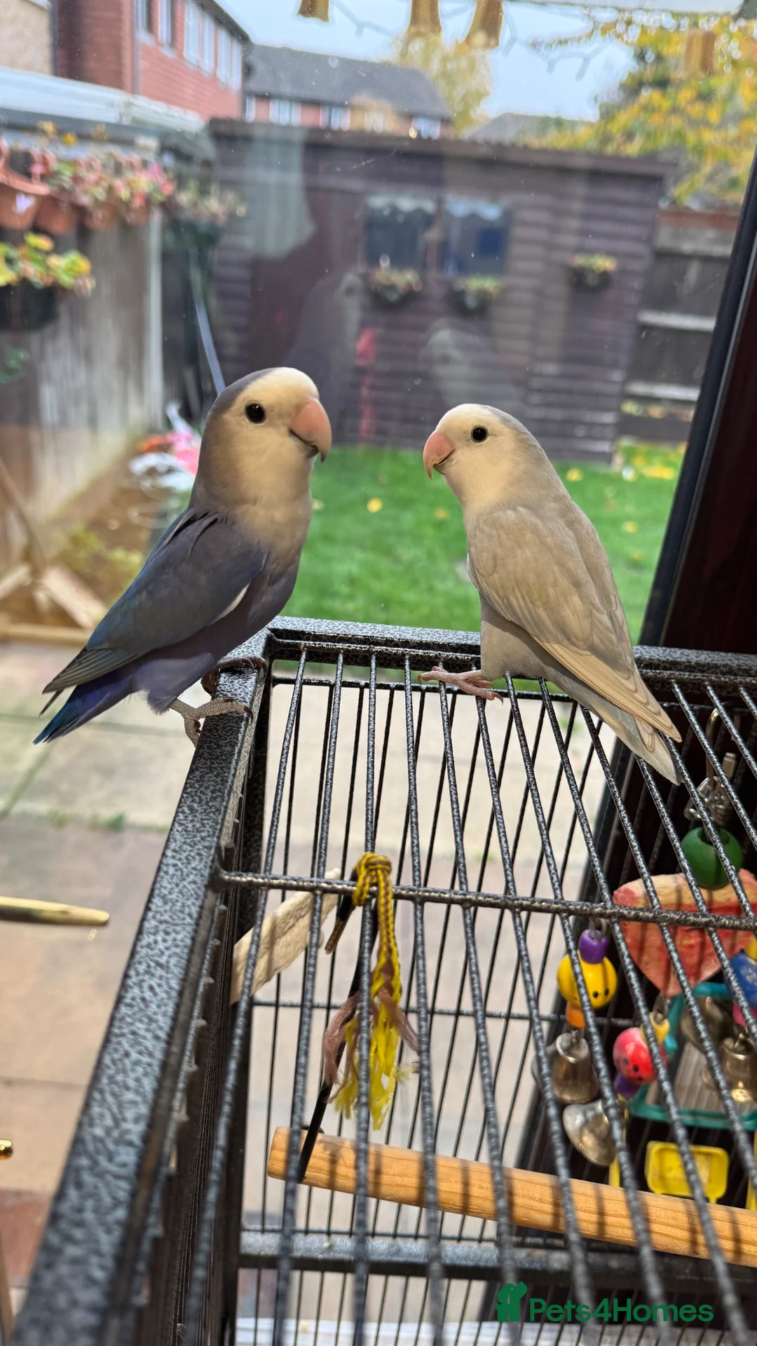 Lovebirds birds for sale: Love birds  in Mitcham - Advert 2