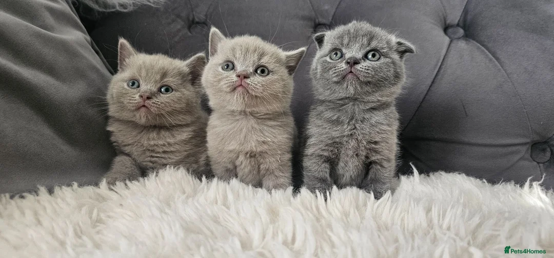 Scottish Fold cats for sale: 3 Scottish Fold Kittens  - Advert 1