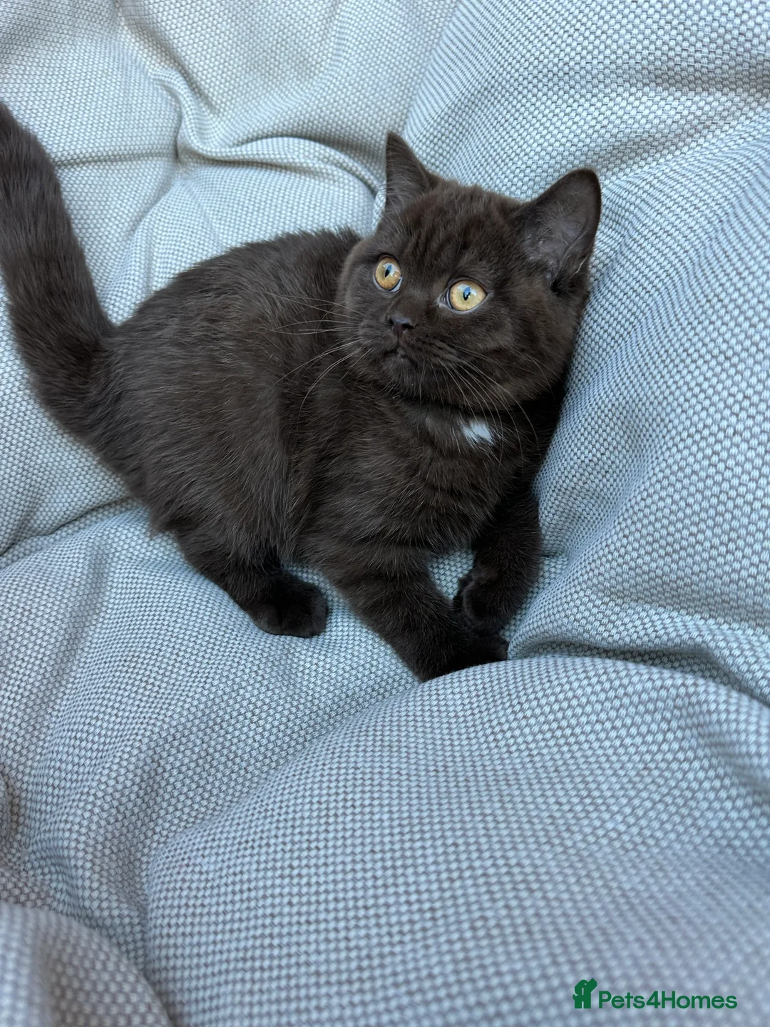 British Shorthair cats for sale: British Shorthair Chunky Chocolate Kittens🐻 - Advert 20
