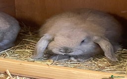 Mini Lop rabbits for sale: 3 x Mini Lop  - Image 2