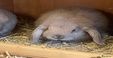 Mini Lop rabbits - Advert 2