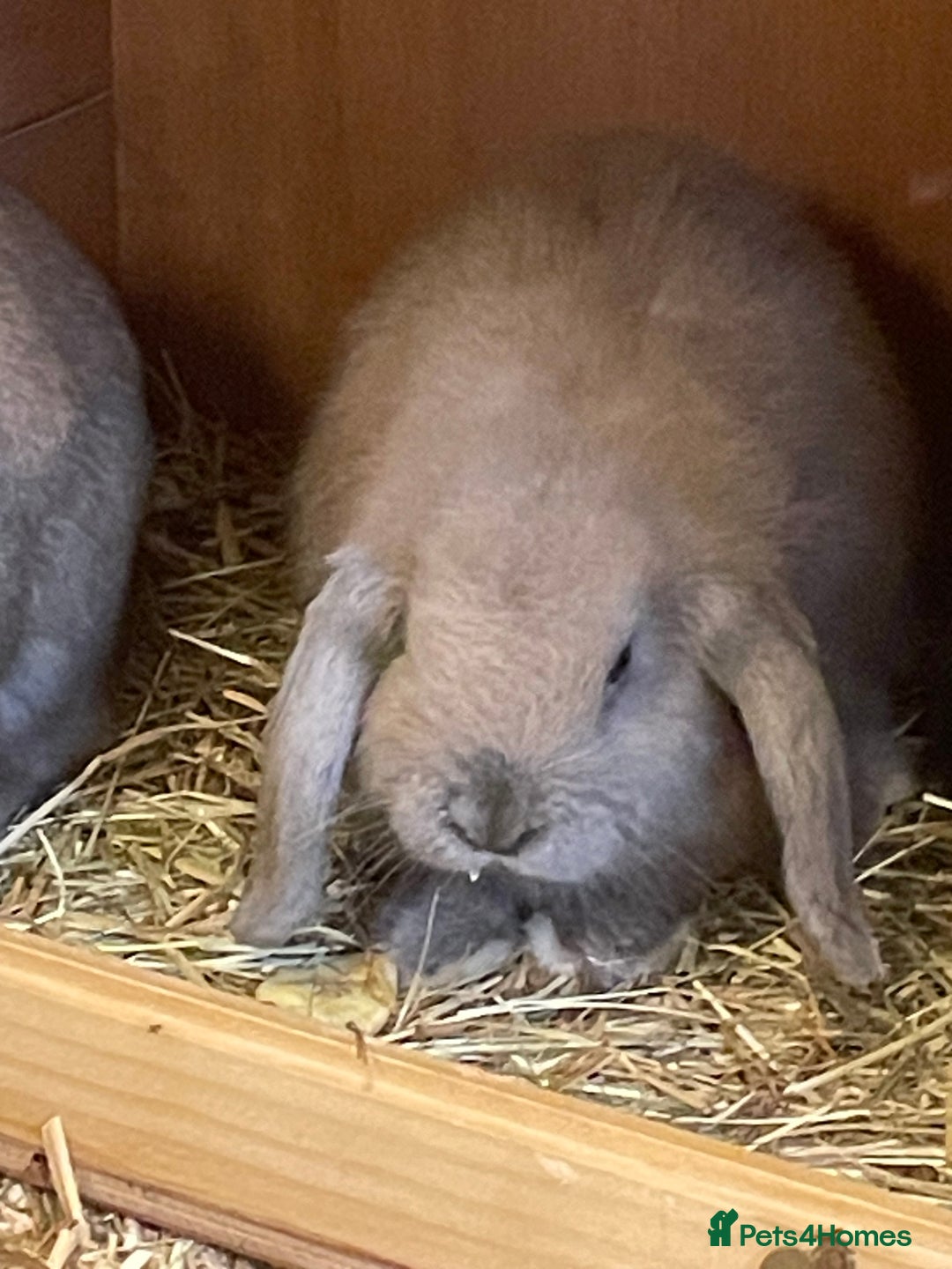 Mini Lop rabbits for sale: 3 x Mini Lop  - Image 2