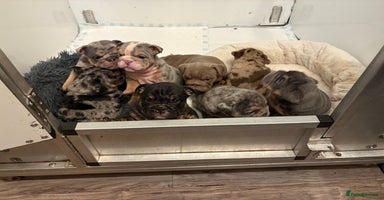 English Bulldog dogs - Advert 8