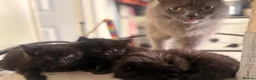Nebelung cats for sale: Nebelung kittens  in Norwich - Advert 6