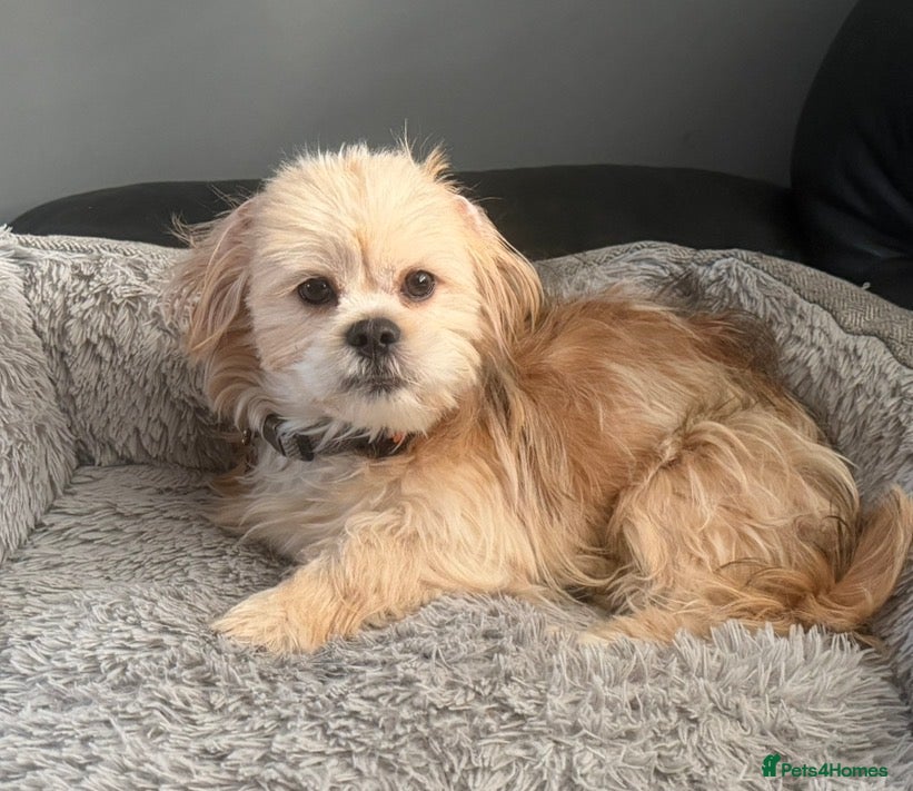 Shih Tzu dogs Shih Tzu Stud – Arlo (1 Year Old, Not Proven) - Advert 6