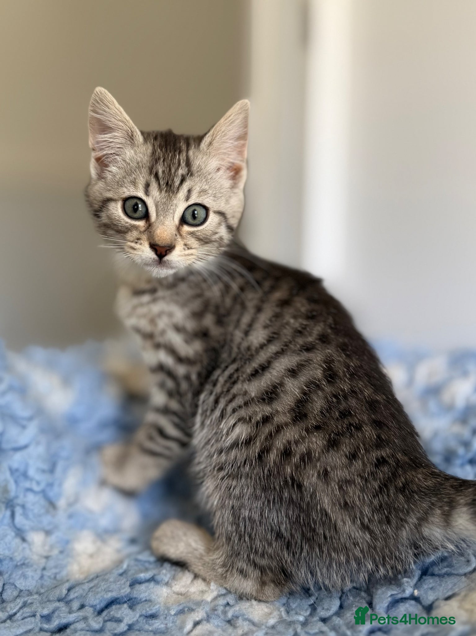 Mixed Breed cats Gorgeous kittens  - Advert 3