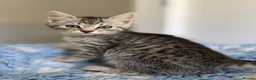 Mixed Breed cats for sale: Gorgeous kittens  - Advert 1