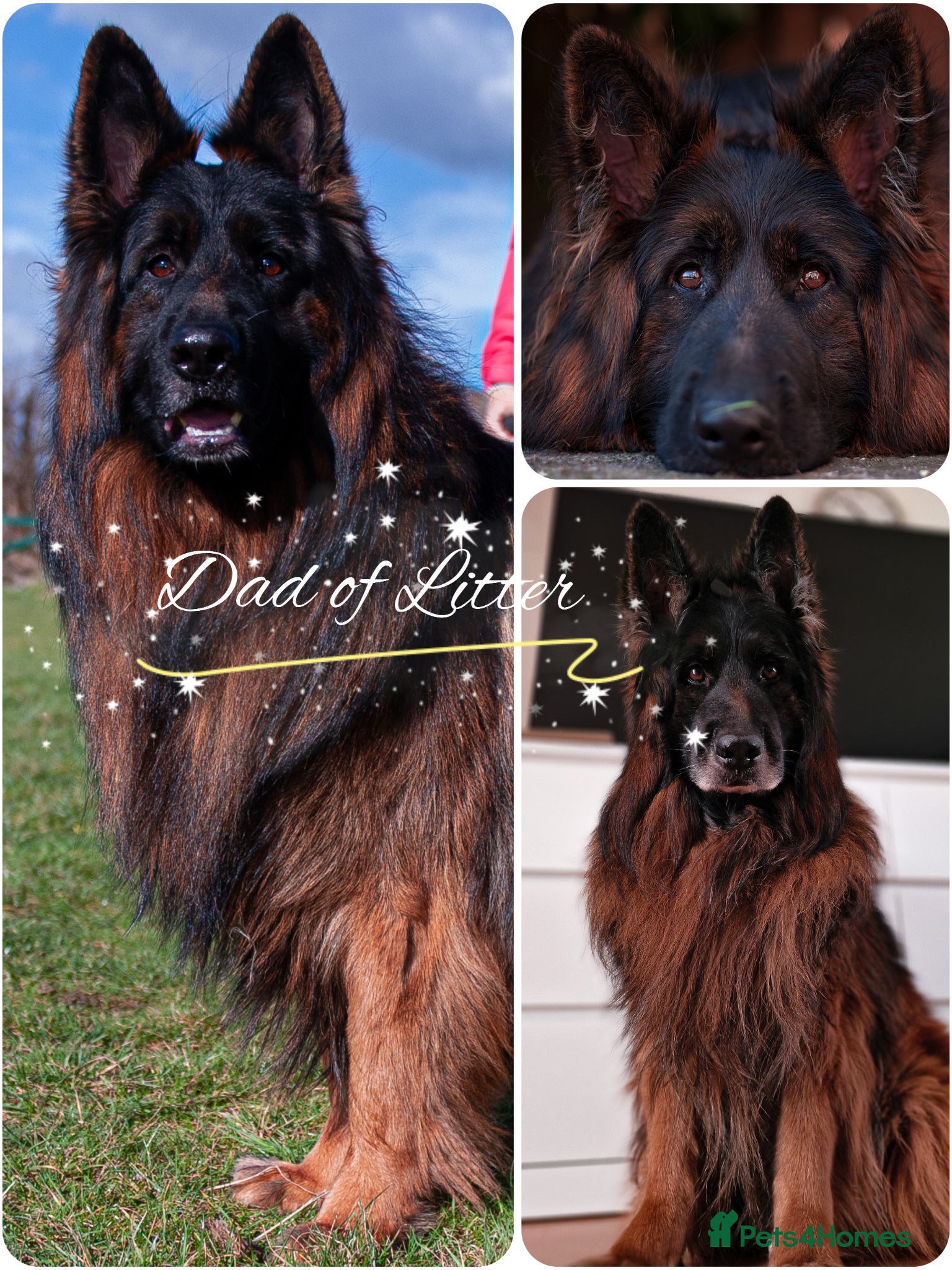 German Shepherd dogs ❤️❤️❤️Amazing GSD Puppies longhaired❤️❤️❤️ - Advert 1