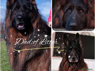 German Shepherd dogs ❤️❤️❤️Amazing GSD Puppies longhaired❤️❤️❤️ - Advert 1
