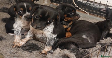 Mixed Breed dogs - Advert 6