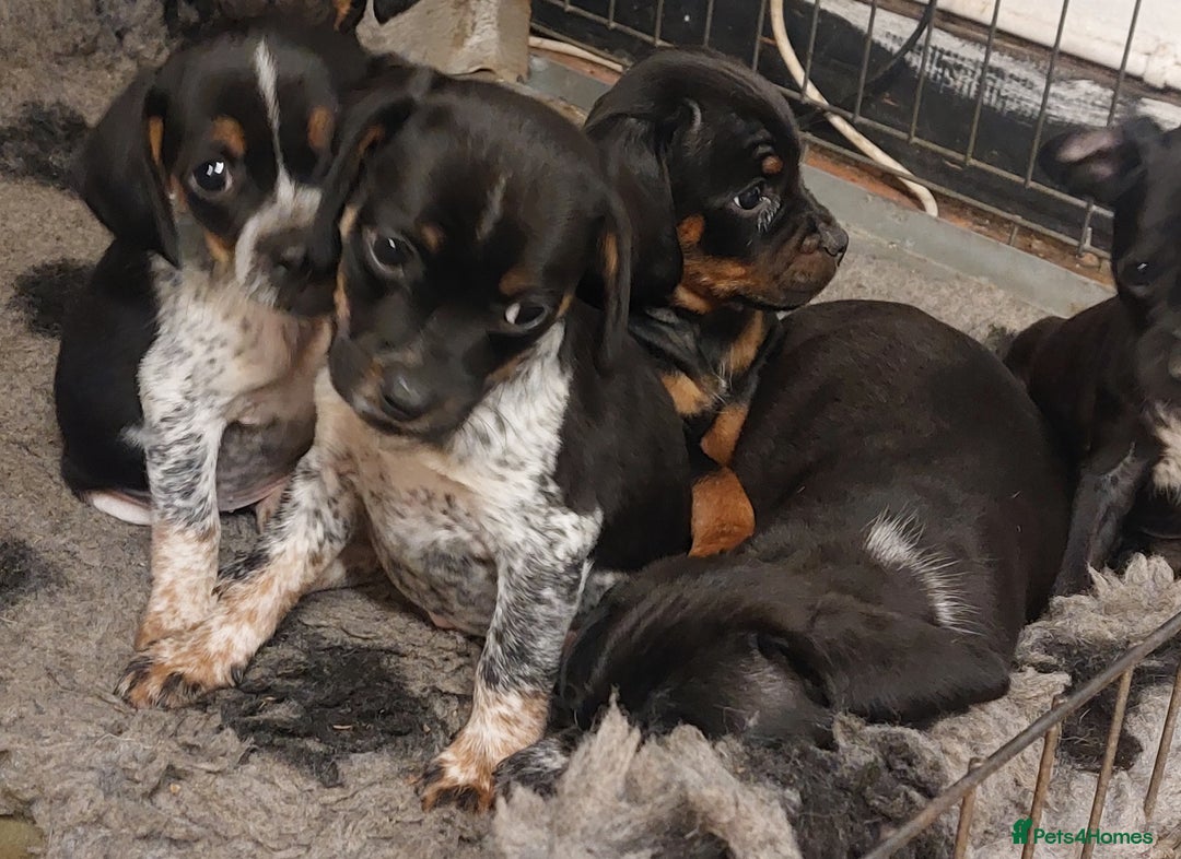 Mixed Breed dogs for sale: Cocker spaniel x Jug puppies  - Image 2