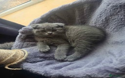 British Shorthair cats for sale: 3 British Blue / Scottish Fold kittens - Image 14