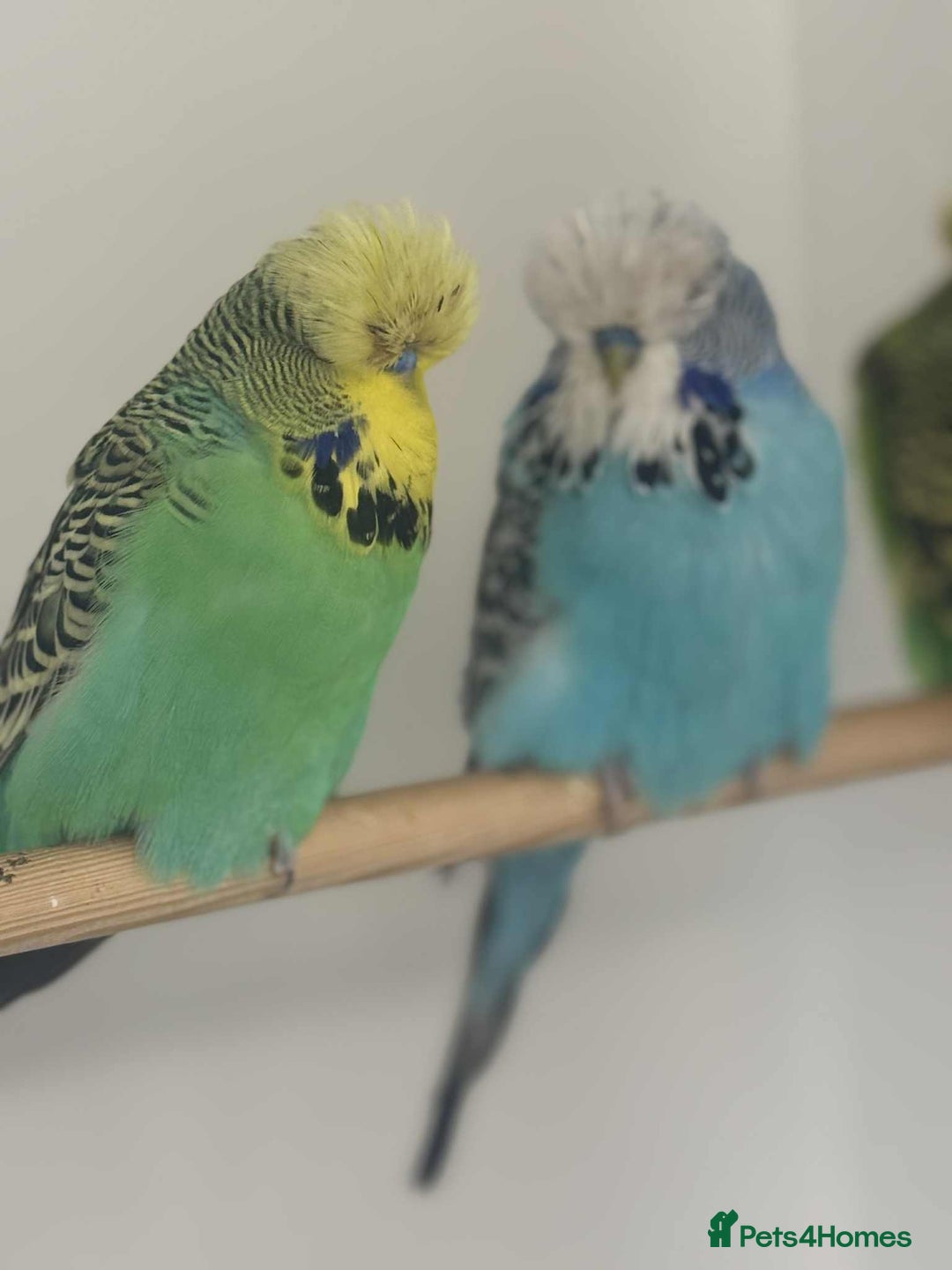 Budgerigars birds for sale: Selection of budgies available  - Advert 11