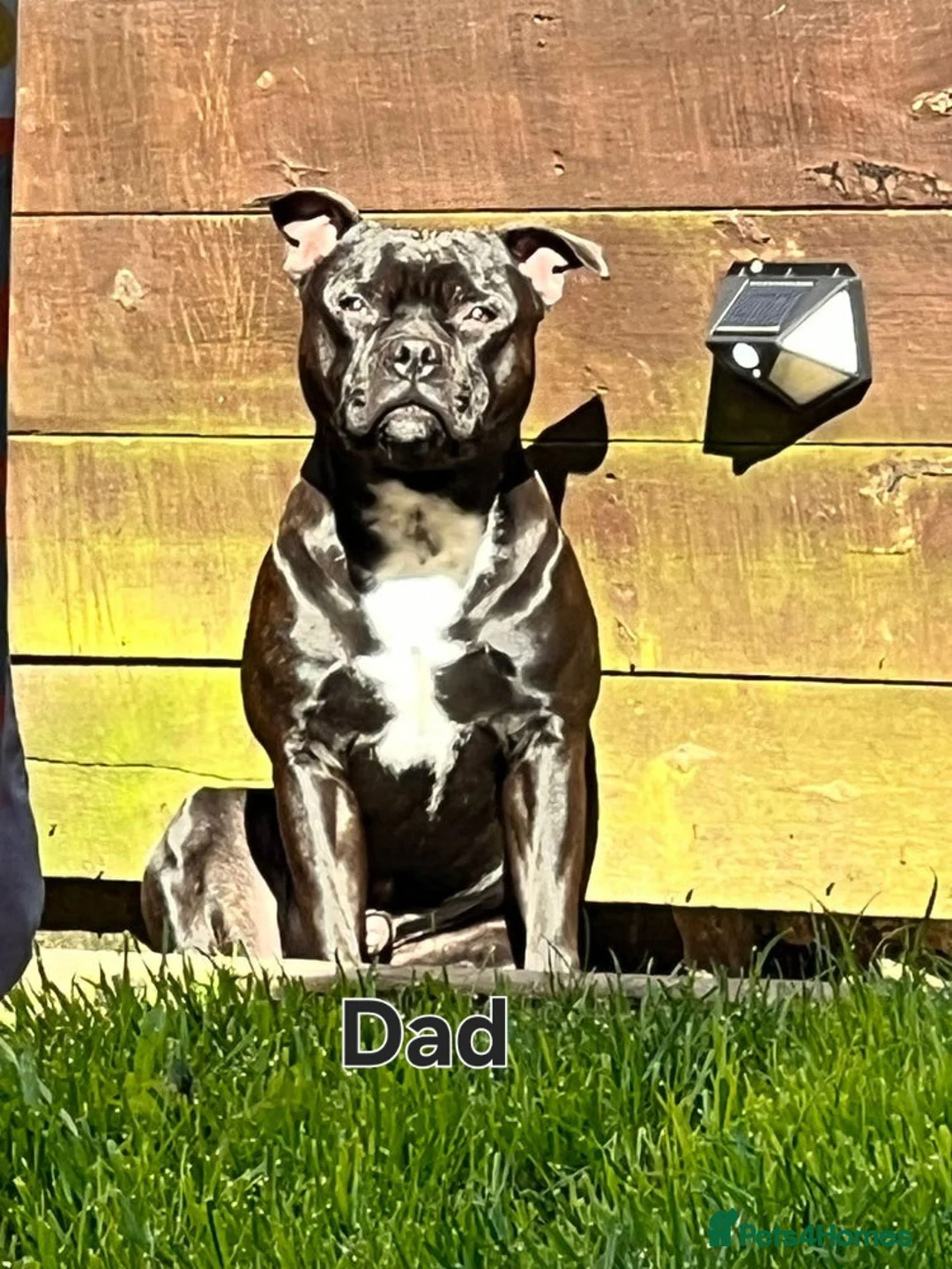 Staffordshire Bull Terrier dogs for sale: KC REGISTERED Staffordshire-bull-terrier Puppies  - Advert 17