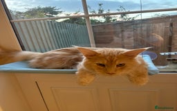 Maine Coon cats for sale: Active Maine Coon Stud for sale - Image 7