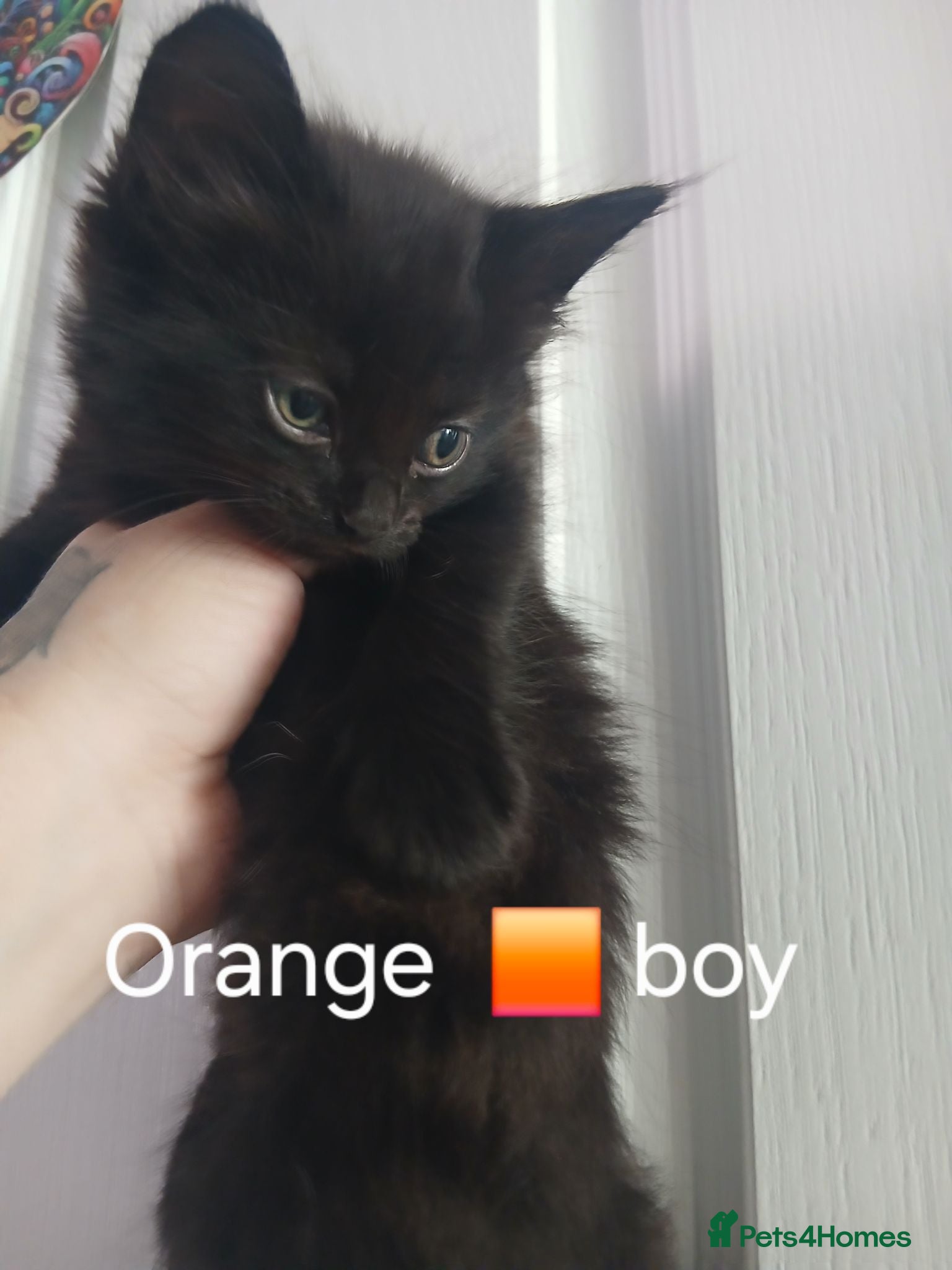 Mixed Breed cats Fluffy kittens - Advert 1