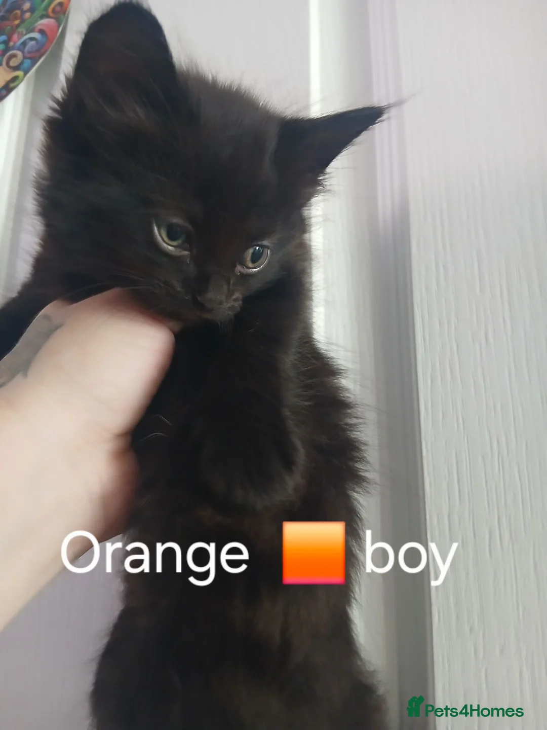 Mixed Breed cats for sale: Fluffy kittens - Advert 1
