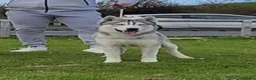 Siberian Husky dogs for stud: Siberian husky  - Advert 2