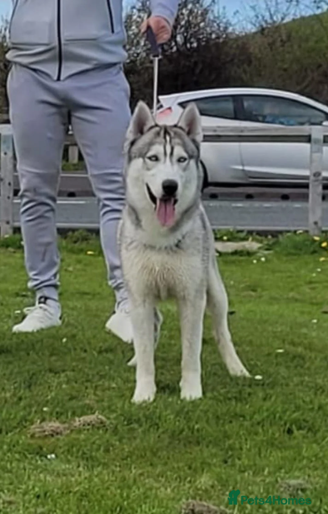 Siberian Husky dogs for stud: Siberian husky  - Advert 2