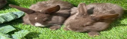 Mixed Breed rabbits for sale: Chocolate button baby’s  - Advert 4