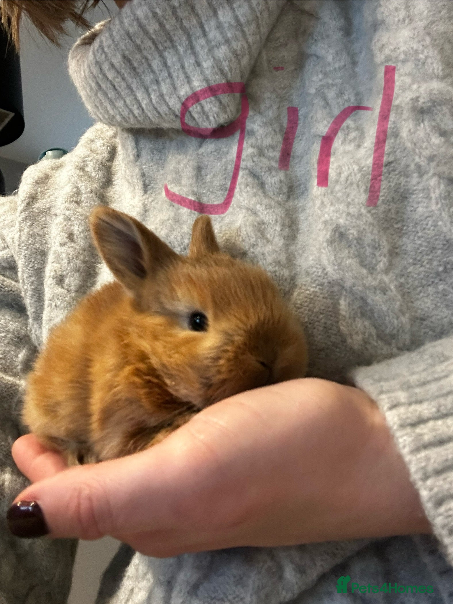 Mixed Breed rabbits Mini lop x lop  - Advert 3