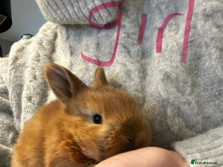 Mixed Breed rabbits Mini lop x lop - Advert 16
