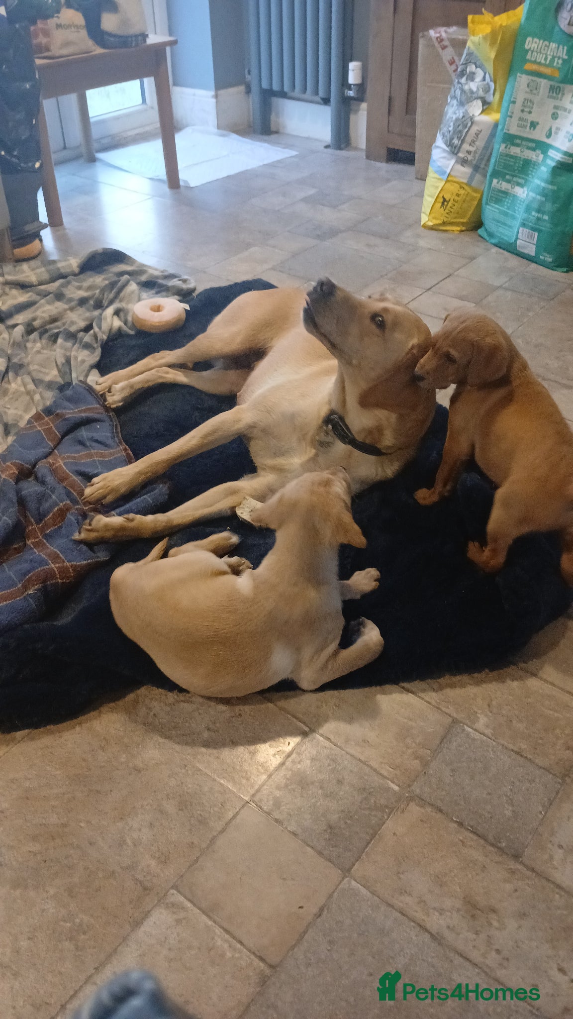 Labrador Retriever dogs  Last Yellow Male!Health checked and microchipped  - Advert 2