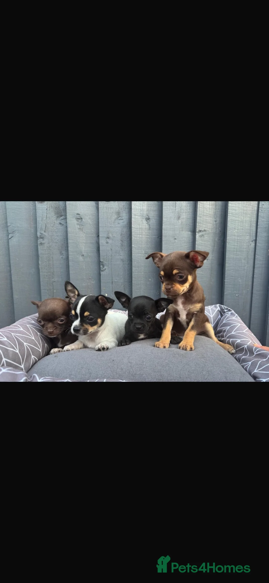 Chihuahua dogs for sale: Chihuahua  in West Molesey - Advert 2