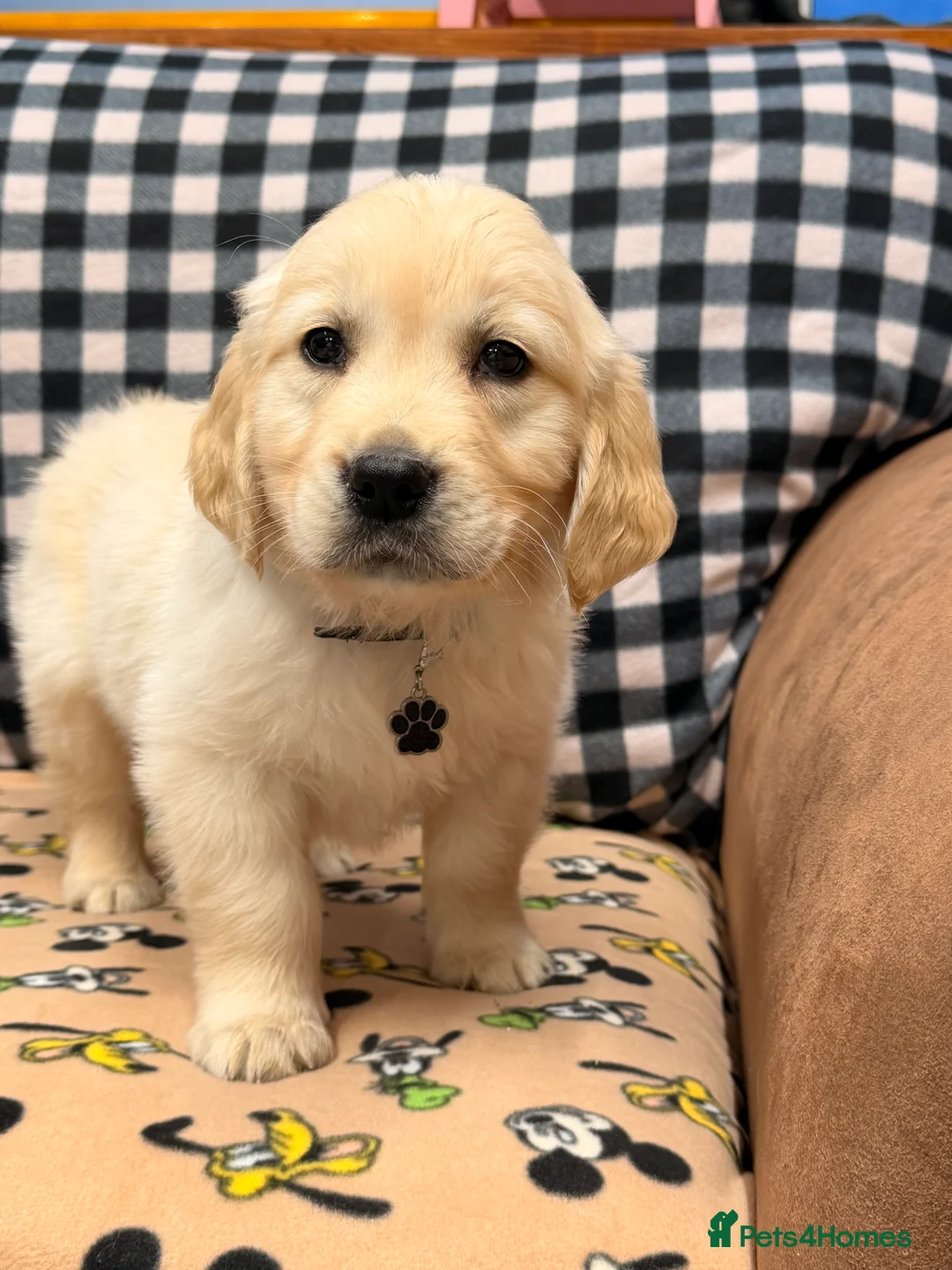 Golden Retriever dogs for sale: 🐶Fluffy bears looking for forever home💕💕 ! - Advert 19