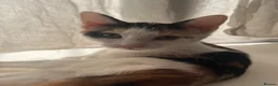 Mixed Breed cats for sale: 2 sister kittens available for forever homes - Advert 7