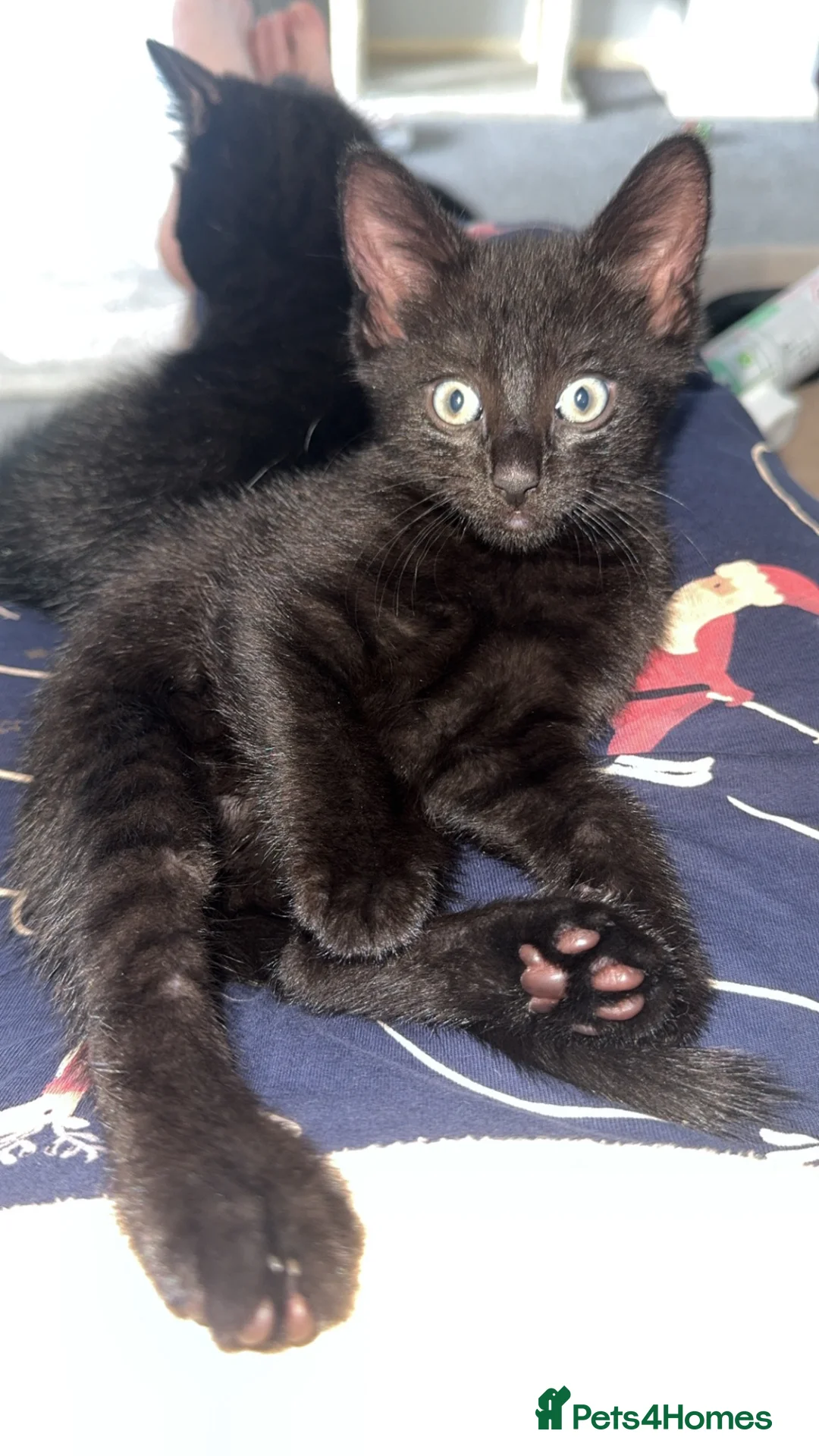 Domestic Shorthair cats for sale: Girl & Boy cat ready to leave now  - Advert 6