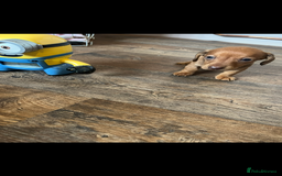 Miniature Dachshund dogs for sale: Miniature dachshund  - Image 9