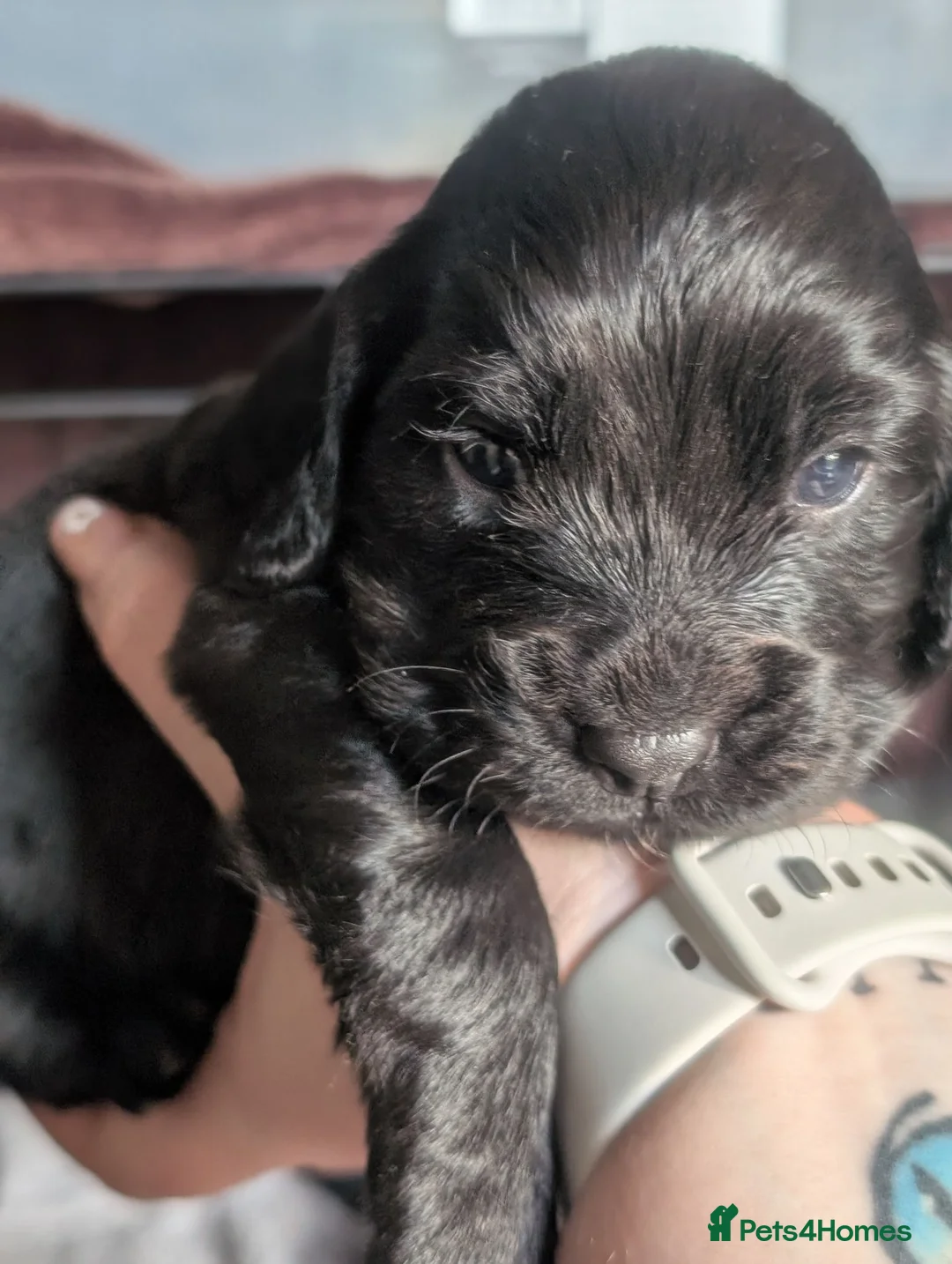 Cocker Spaniel dogs for sale: Gorgeous pups needing a forever home!  in Royston - Advert 2