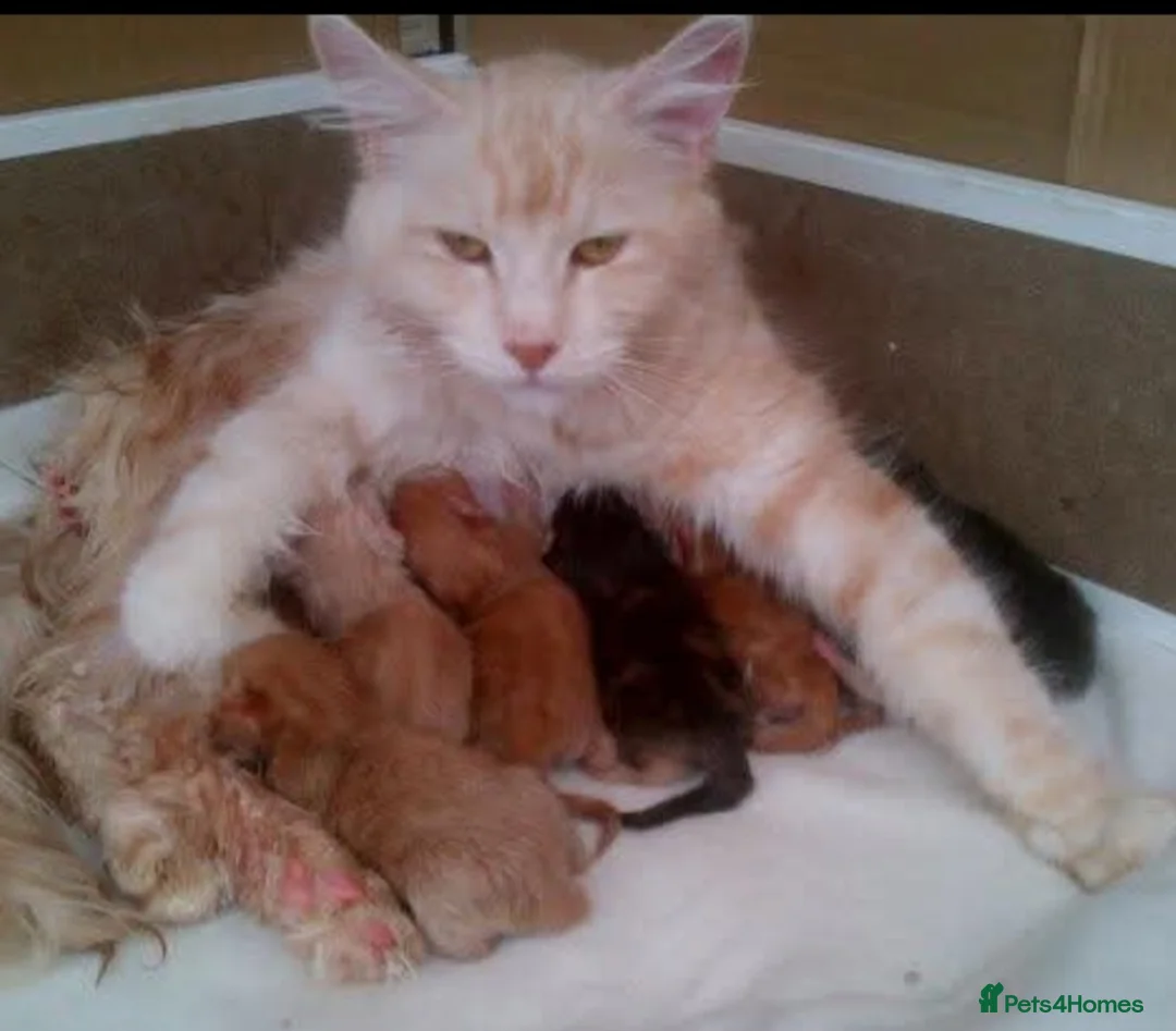 Maine Coon cats for sale: TICA active reg girl kitten health tested! - Advert 5