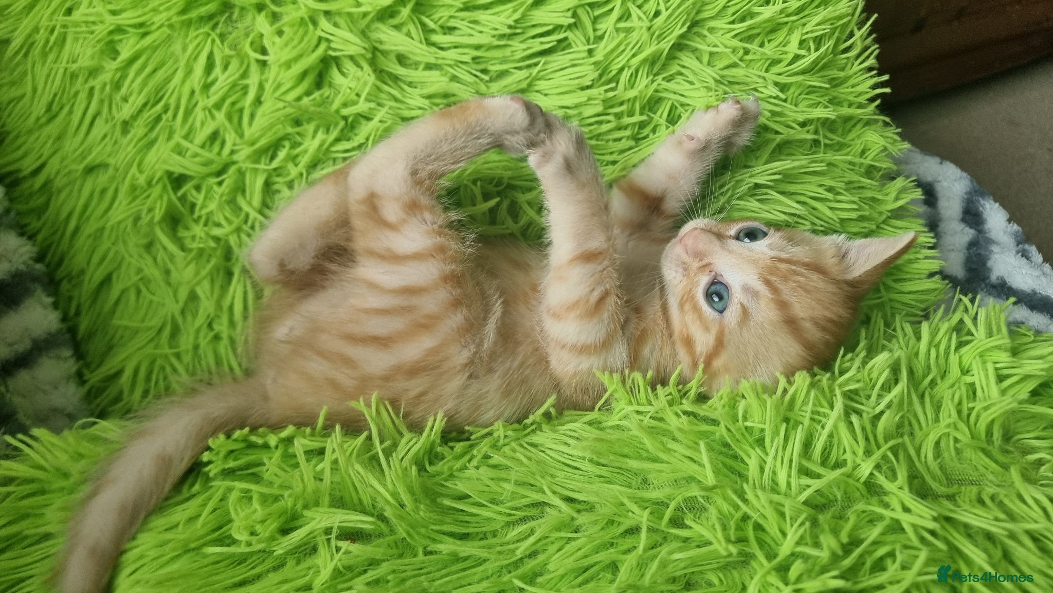 Mixed Breed cats Little best friends - Advert 5