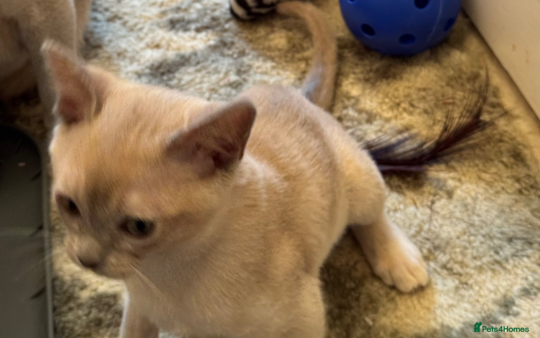 Burmese cats for sale: Adorable Burmese Kittens - Advert 3
